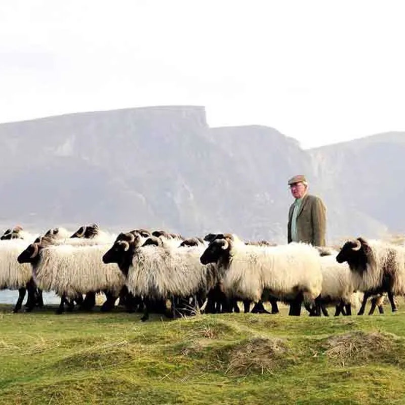 Man standing among sheep on a grassy field with hills in the background.