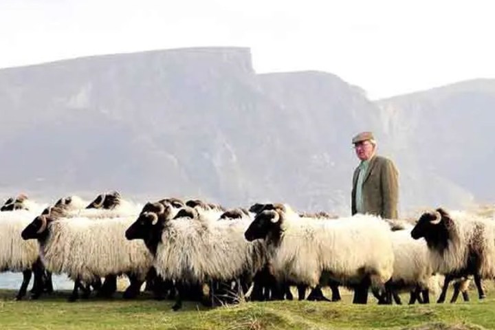 Man standing among sheep on a grassy field with hills in the background.