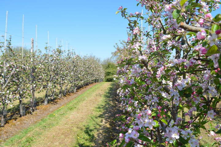 Rows of apple trees with pink blossoms under a clear blue sky.