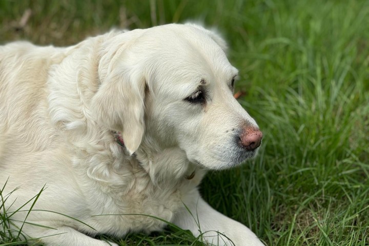 White Labrador lying on green grass.
