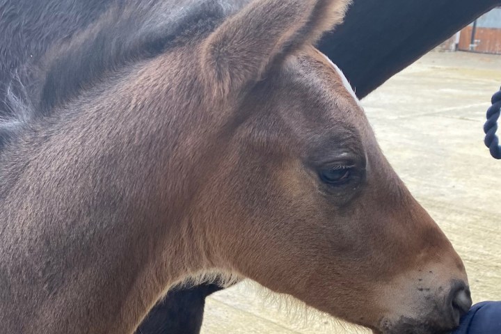 Close-up of a foal nuzzling a person's hand beside an adult horse.