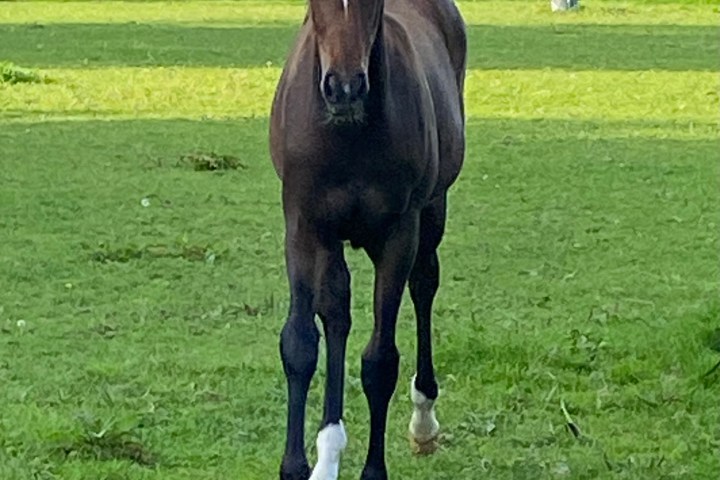 Brown horse with white markings stands in a grassy field under a sunny sky.