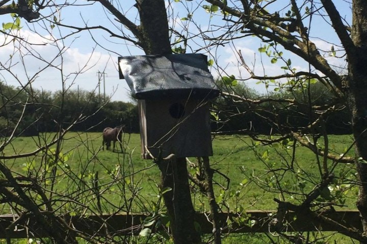 Birdhouse on a tree with a horse grazing in the background in a field.