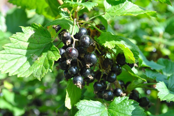 Cluster of blackcurrants hanging on a branch with green leaves.