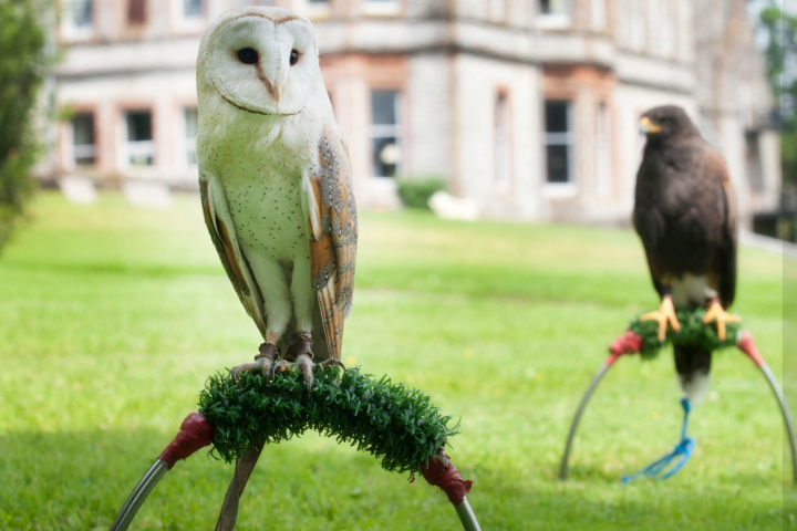 Barn owl perched on a stand with a hawk on a similar stand in the background, outside a large building.