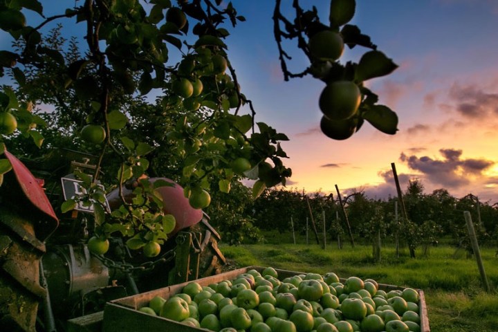 Wooden crate of green apples under apple tree at sunset.