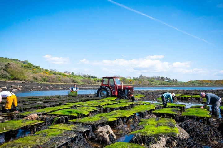 People harvesting seaweed in a coastal area with a tractor under a clear blue sky.