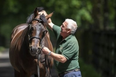 Man petting a brown horse on a sunny day, surrounded by greenery.