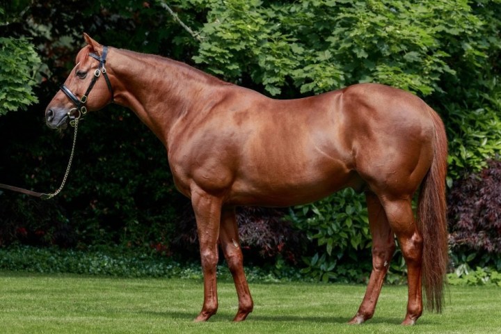 A sleek, brown horse stands on grass in front of green foliage.