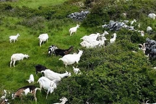 A herd of goats grazing on a grassy hill with ocean and clouds in the background.