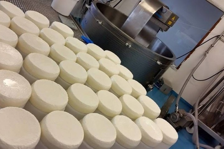 Rows of cheese wheels and industrial equipment in a cheese factory.