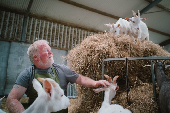 Man with goats on hay bale in barn, reaching to pet one, others watching.