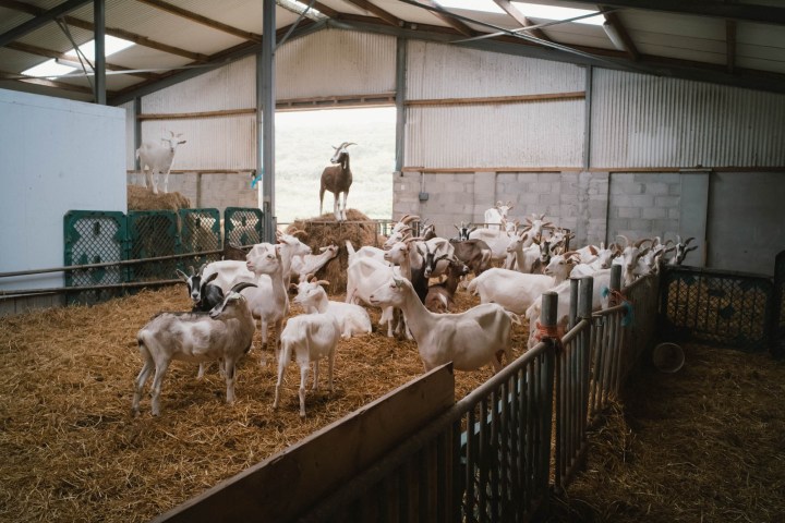 A group of goats in a barn with hay, with some standing on a bale and others gathered around.