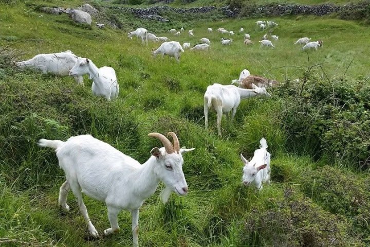 A group of white goats grazing on a lush green hillside with rocks and bushes.