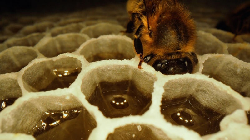 Close-up of bee on honeycomb with liquid in cells.