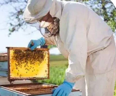 Person in protective suit handling a beehive frame with bees outdoors.