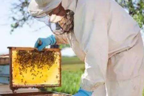 Person in protective suit handling a beehive frame with bees outdoors.