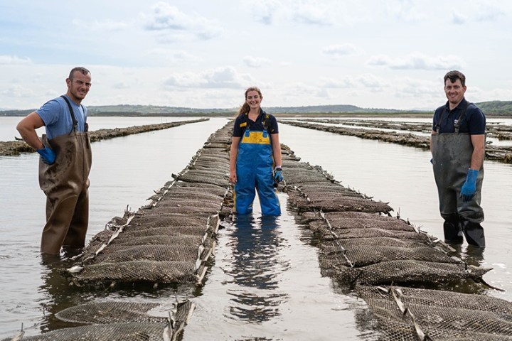 Three people in waders stand on oyster farm cages in shallow water, smiling.