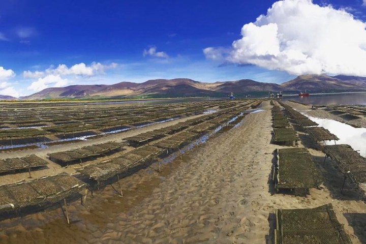 Oyster farm with racks on sandy beach, mountains and clouds in background.