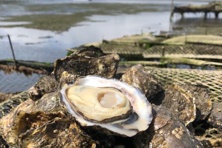 Close-up of oysters on a beach with mountains in the background.