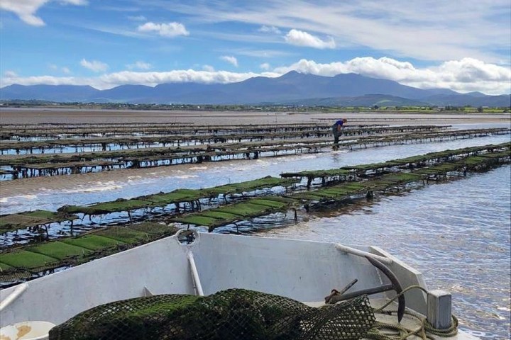Oyster farm with nets on a boat and a person in the background.