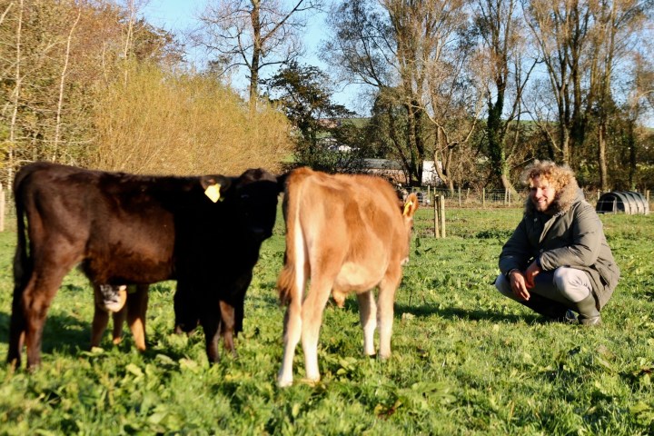Person squatting in a field with two calves under a clear sky.