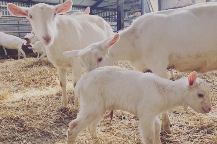 White goats and a kid in a barn with straw bedding.