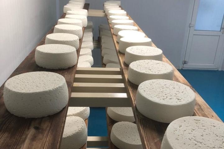 Rows of round cheese wheels aging on wooden shelves in a cool room.