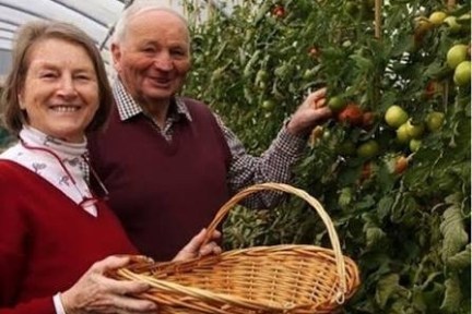 Elderly couple in a greenhouse with a basket, next to tomato plants.